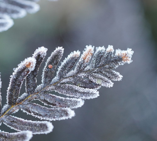 Pteridium esculentum (Austral Bracken) (alternate view 6)