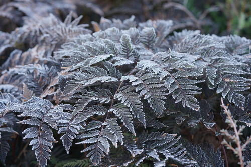 Pteridium esculentum (Austral Bracken) (alternate view 7)