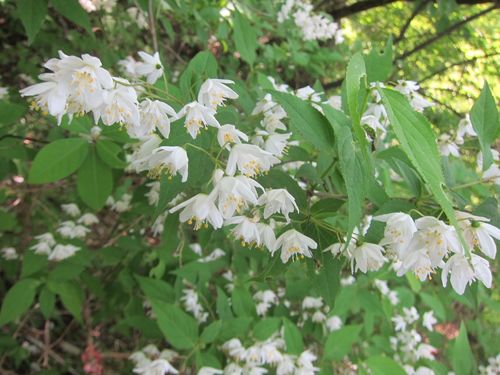 Deutzia gracilis (slender deutzia) (alternate view 13)