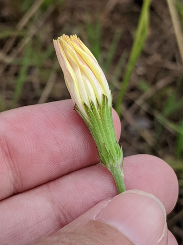Pyrrhopappus pauciflorus (smallflower desert-chicory) (alternate view 5)