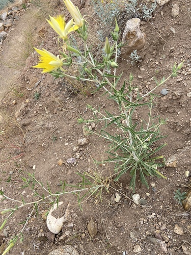 Mentzelia laevicaulis (Giant Blazingstar) (alternate view 4)