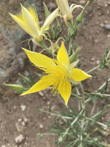 Mentzelia laevicaulis (Giant Blazingstar) (alternate view 2)