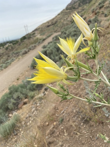 Mentzelia laevicaulis (Giant Blazingstar) (alternate view 3)