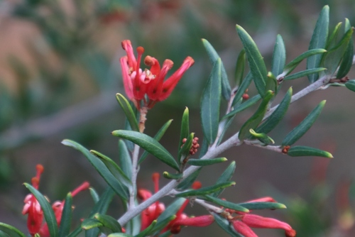 Grevillea speciosa (Red Spider Flower) (alternate view 5)