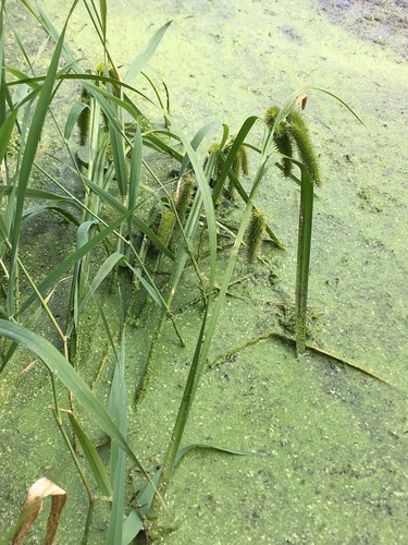 Carex comosa (Longhair Sedge)