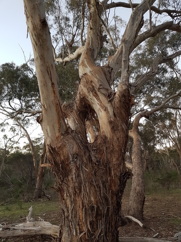 Eucalyptus melliodora (Yellow Box)