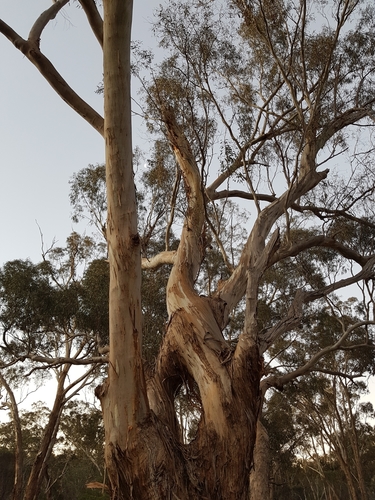 Eucalyptus melliodora (Yellow Box) (alternate view 2)