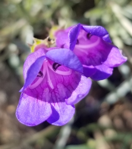 Penstemon heterophyllus (Bunchleaf Penstemon) (alternate view 3)