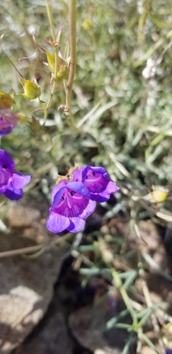 Penstemon heterophyllus (Bunchleaf Penstemon) (alternate view 4)