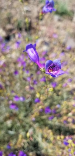 Penstemon heterophyllus (Bunchleaf Penstemon) (alternate view 5)