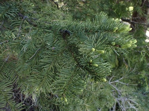 Abies procera (Noble Fir) (alternate view 5)