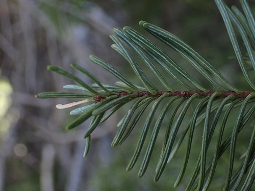 Abies procera (Noble Fir) (alternate view 6)