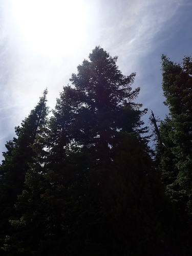 Abies procera (Noble Fir) (alternate view 8)
