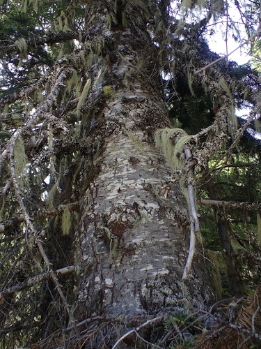 Abies procera (Noble Fir) (alternate view 7)