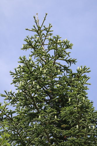 Abies procera (Noble Fir) (alternate view 4)