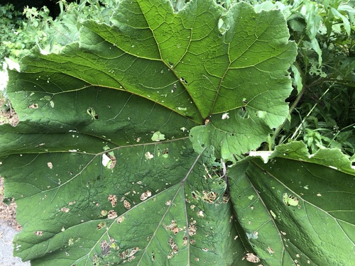 Rheum rhabarbarum (Rhubarb)
