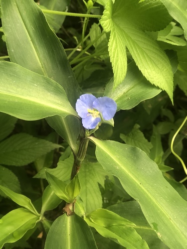Commelina virginica (Virginia Dayflower) (alternate view 10)