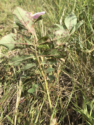 Rosa arkansana (prairie rose) (alternate view 2)