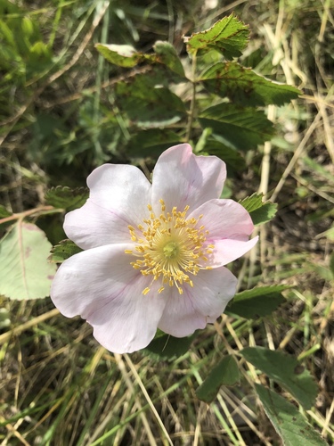 Rosa arkansana (prairie rose)