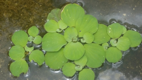 Pistia stratiotes (Water Lettuce) (alternate view 4)