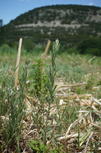 Epilobium parviflorum (Hoary Willowherb)