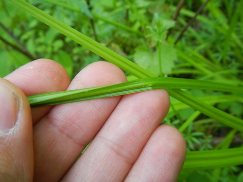 Carex stipata (sawbeak sedge)
