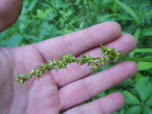 Carex stipata (sawbeak sedge) (alternate view 2)