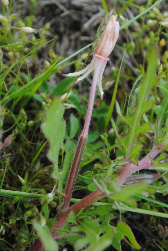 Oenothera laciniata (cutleaf evening primrose)