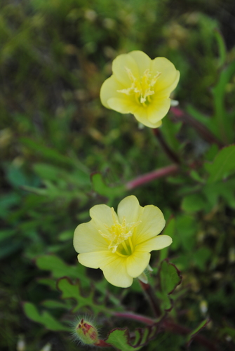 Oenothera laciniata (cutleaf evening primrose)