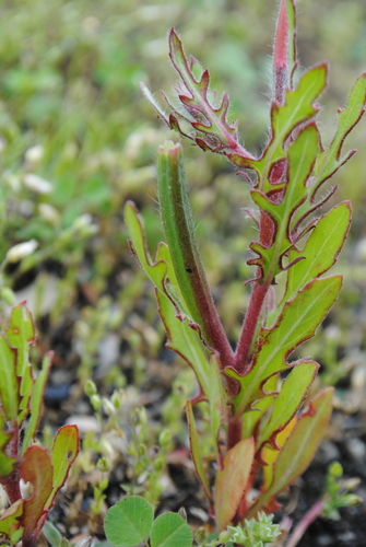 Oenothera laciniata (cutleaf evening primrose)