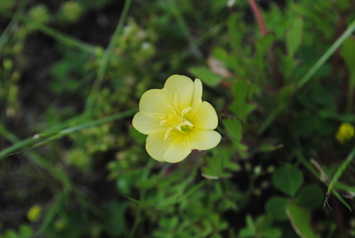 Oenothera laciniata (cutleaf evening primrose)