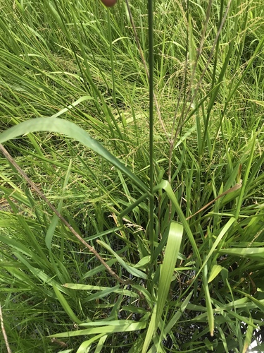 Glyceria grandis (American Manna Grass) (alternate view 5)