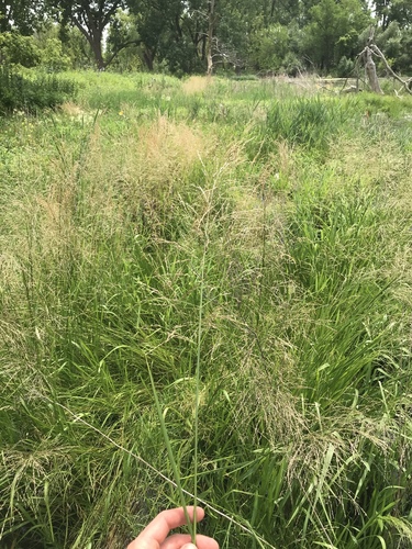 Glyceria grandis (American Manna Grass) (alternate view 2)