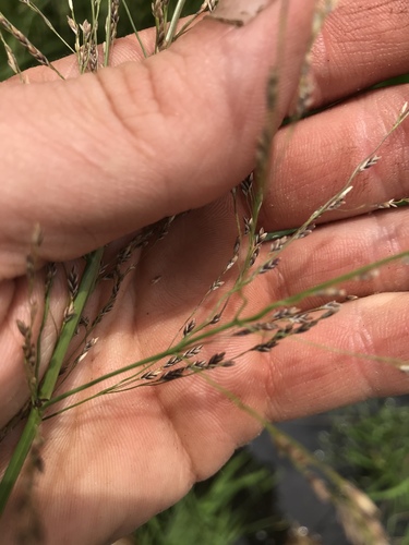 Glyceria grandis (American Manna Grass) (alternate view 3)