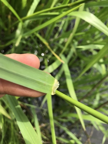 Glyceria grandis (American Manna Grass) (alternate view 4)
