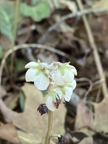 Pyrola americana (American wintergreen) (alternate view 4)