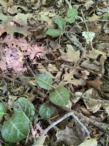 Pyrola americana (American wintergreen) (alternate view 5)