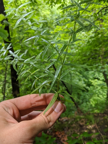 Galium boreale (Northern Bedstraw)