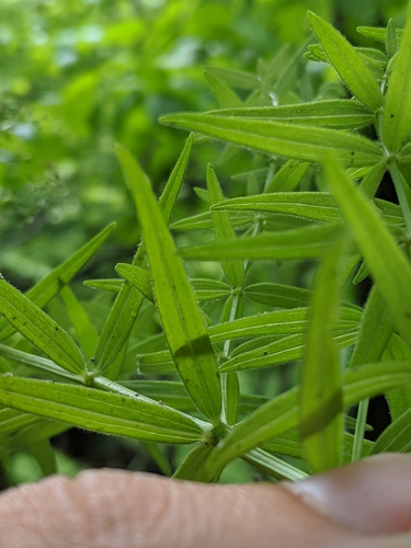 Galium boreale (Northern Bedstraw)
