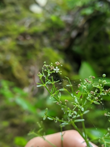 Galium boreale (Northern Bedstraw)