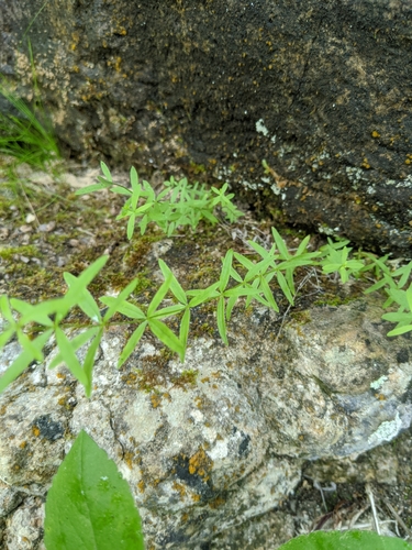 Galium boreale (Northern Bedstraw)