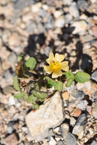 Sida abutilifolia (spreading sida)
