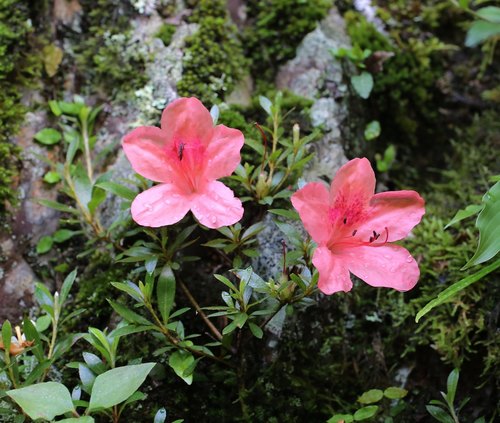 Rhododendron indicum (southern Indian azalea)