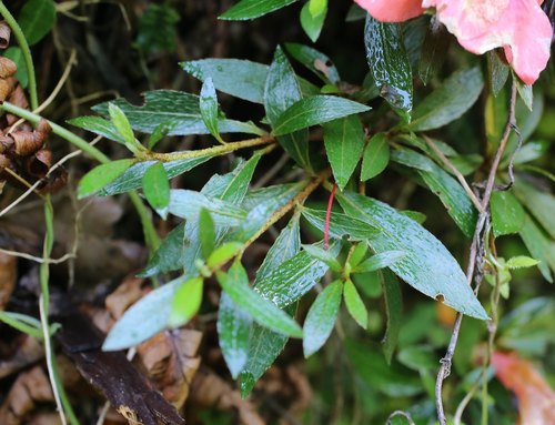 Rhododendron indicum (southern Indian azalea)