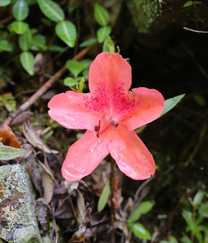 Rhododendron indicum (southern Indian azalea)