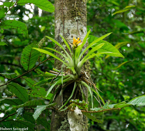 Guzmania lingulata (Scarlet Star)