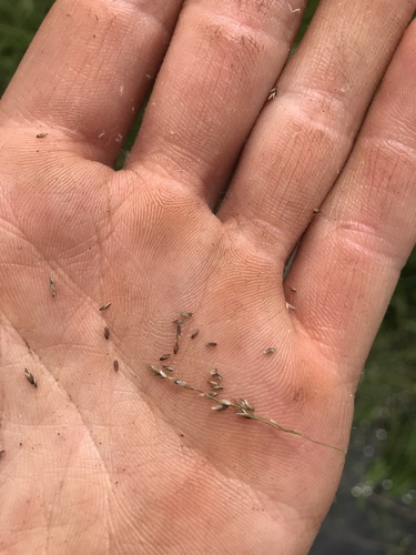 Glyceria grandis (American Manna Grass) (alternate view 6)