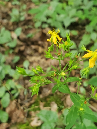 Hypericum (St. John's worts) (alternate view 5)
