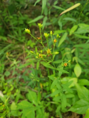 Hypericum (St. John's worts) (alternate view 6)