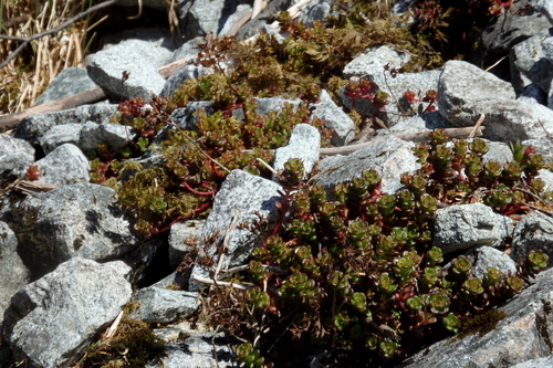 Sedum oreganum (Oregon Stonecrop) (alternate view 2)